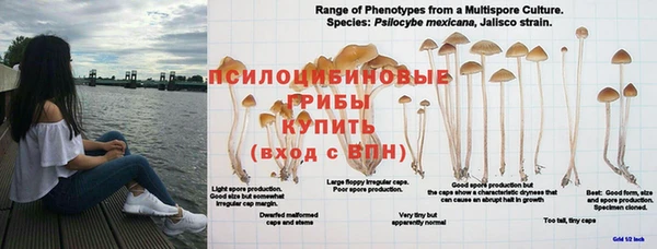 ПСИЛОЦИБИНОВЫЕ ГРИБЫ Володарск